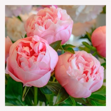 Півонія - осіння колекція