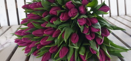 ЗРІЗ ТЮЛЬПАНІВ до 14 лютого та 8 березня ТЮЛЬПАНИ В ГОРЩИКУ до 8 березня!