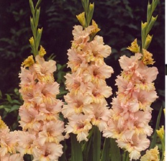 Sacramento Ruffle