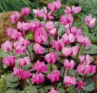 Cyclamen Coum ssp coum