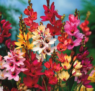 Ixia mix