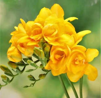 Freesia double Yellow