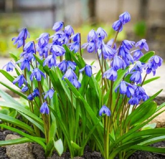 Scilla bifolia Blue