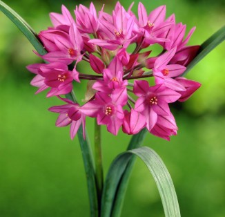 Allium Oreophilum