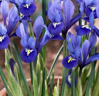 Iris reticulata Harmony