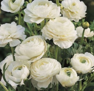 Ranunculus tomer White