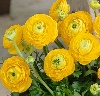 Ranunculus tomer Yellow