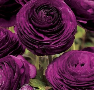 Ranunculus tomer Purple