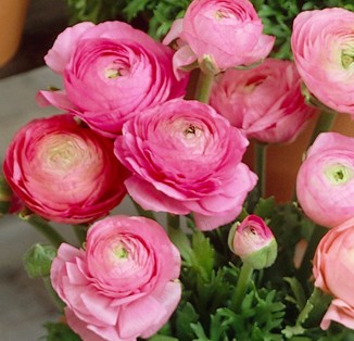 Ranunculus tomer Pink