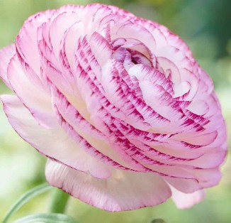 Ranunculus picotee Pink & White