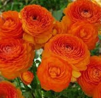 Ranunculus asiaticus Orange