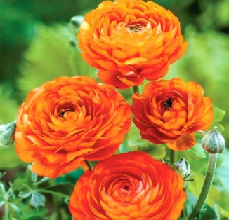 Ranunculus tomer Orange