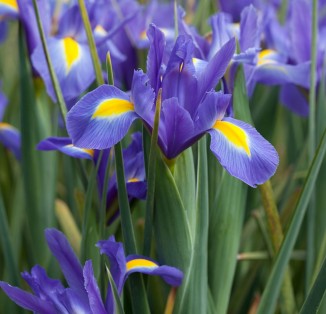 Iris hollandica Blue Magic-