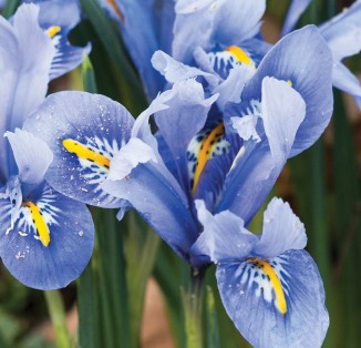 Iris reticulata Alida