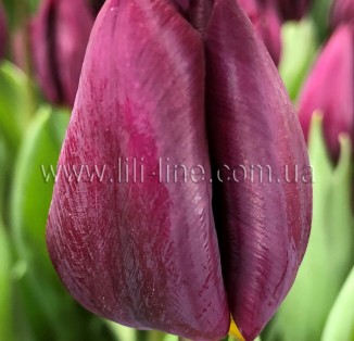 Purple Lady