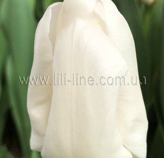 Litouwen