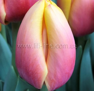 Marit