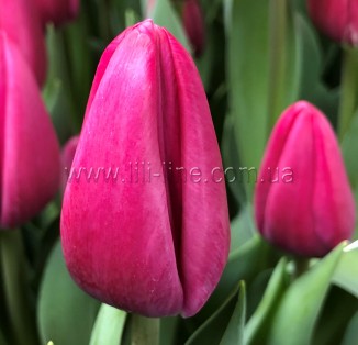 Pink Power