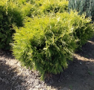Туя західна "Golden Globe", "Green Globe"