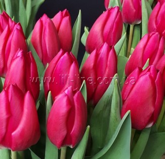 Pink Ardour