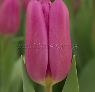 Pink Marlene