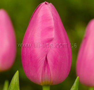 Pink Twist