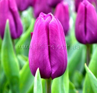 Purple Flag
