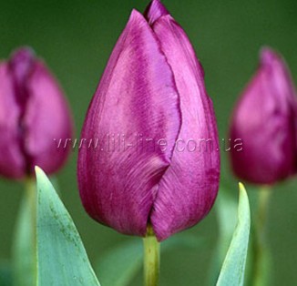 Purple Prince