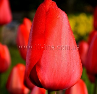 Red Impression