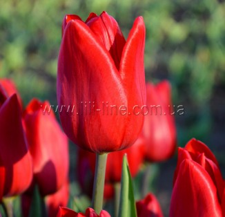 Red Power