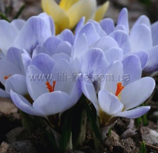 Chrysanthus Blue Pearl