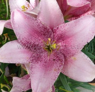 LA Sweet Sugar (Pink Bruch)