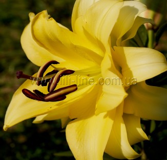 OT Exotic Sun
