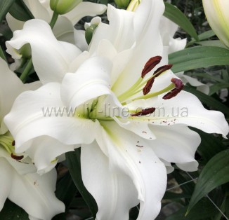 OT White Eyes
