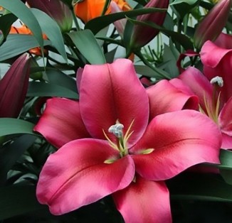 OT Red Desire