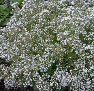 Gypsophilla paniculata Bristol Fairy