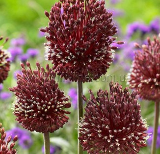 Allium Red Mohican