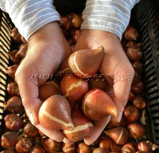 Bolroyal Honey