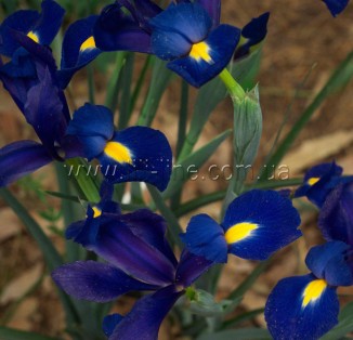 Iris hollandica Blue Pearl