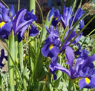 Iris hollandica Blue Pearl