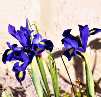 Iris hollandica Blue Pearl