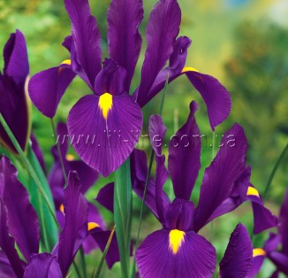 Iris hollandica Purple Sensation