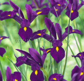 Iris hollandica Purple Sensation