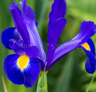 Iris hollandica Telstar