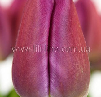 Pride Purple