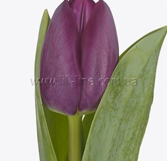 Purple Master