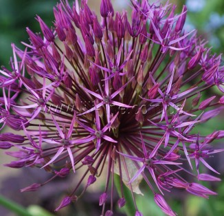 Allium Purple Rain