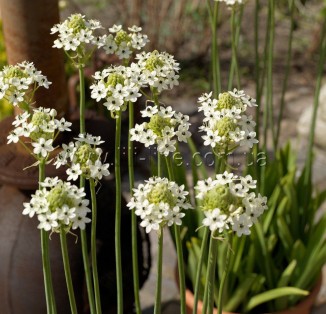 Ornithogalum Arabicum