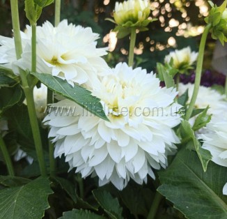 decorative Dinnerplate White Perfection