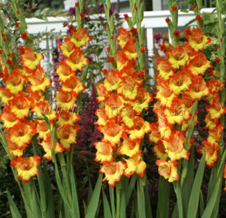 Princess Margaret Ros